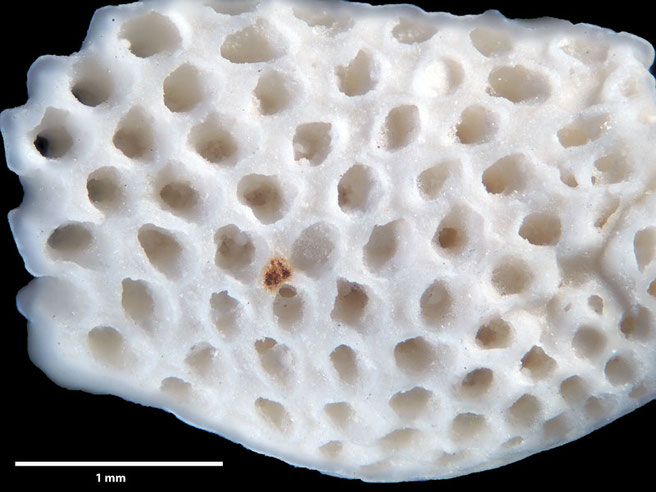 Senckenberg, Bryozoa, Bryozoen, Moostierchen, Sammlung Voigt