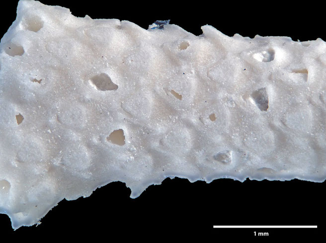 Senckenberg, Bryozoa, Bryozoen, Moostierchen, Sammlung Voigt