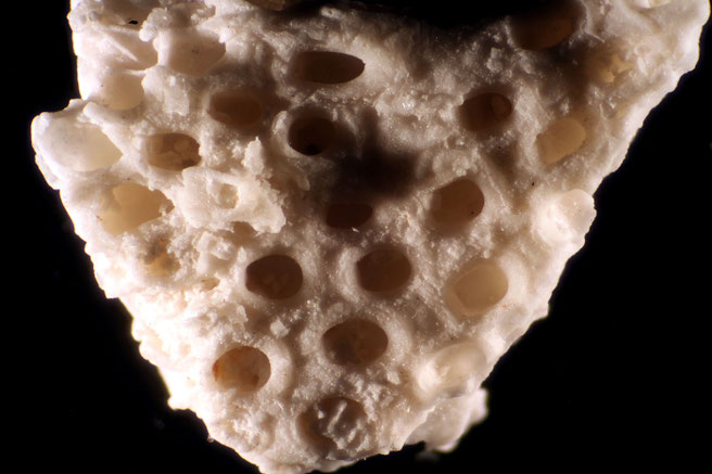 Senckenberg, Bryozoa, Bryozoen, Moostierchen, Sammlung Voigt