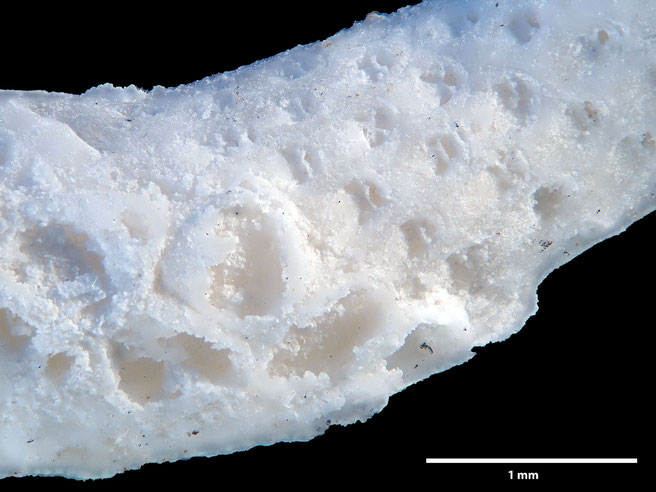 Senckenberg, Bryozoa, Bryozoen, Moostierchen, Sammlung Voigt