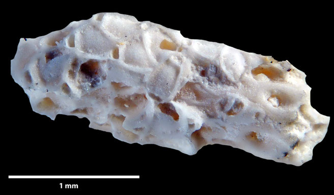 Senckenberg, Bryozoa, Bryozoen, Moostierchen, Sammlung Voigt