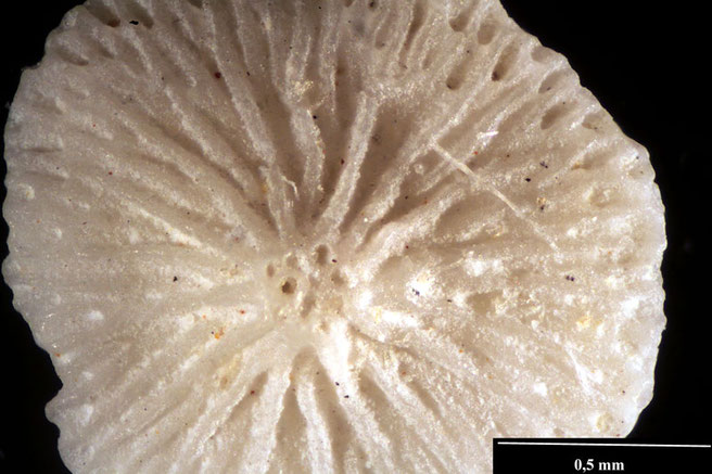 Senckenberg, Bryozoa, Bryozoen, Moostierchen, Sammlung Voigt