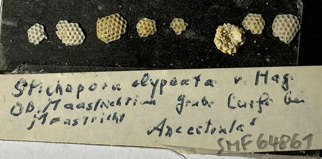 Senckenberg, Bryozoa, Bryozoen, Moostierchen, Sammlung Voigt