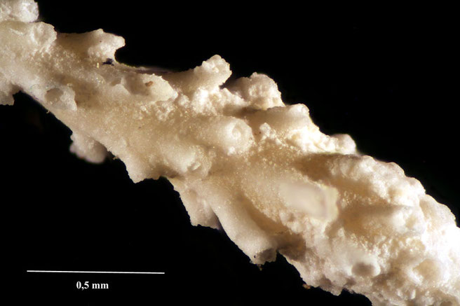 Senckenberg, Bryozoa, Bryozoen, Moostierchen, Sammlung Voigt