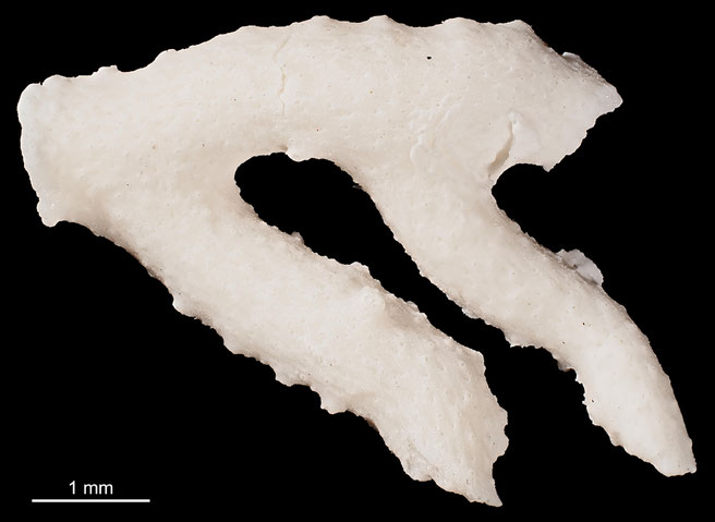 Senckenberg, Bryozoa, Bryozoen, Moostierchen, Sammlung Voigt