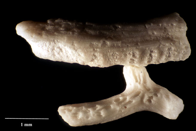 Senckenberg, Bryozoa, Bryozoen, Moostierchen, Sammlung Voigt