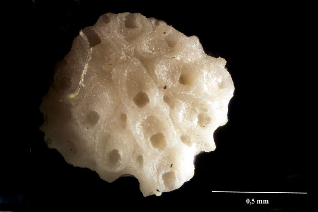 Senckenberg, Bryozoa, Bryozoen, Moostierchen, Sammlung Voigt