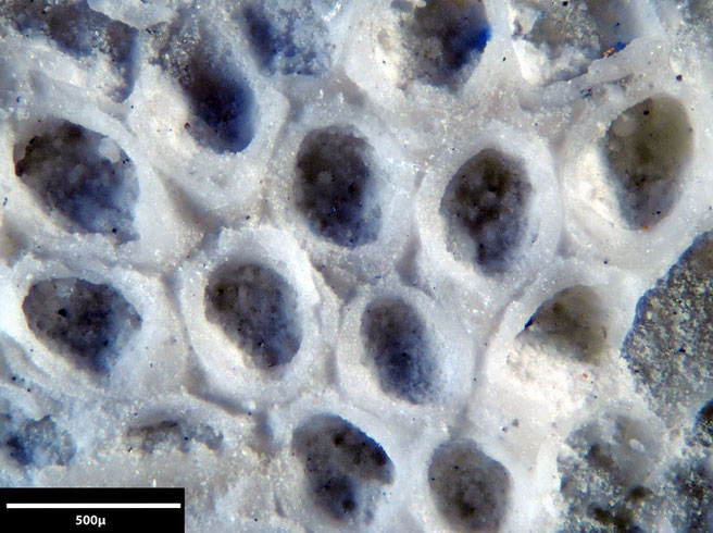 Senckenberg, Bryozoa, Bryozoen, Moostierchen, Sammlung Voigt