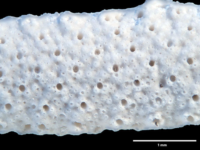 Senckenberg, Bryozoa, Bryozoen, Moostierchen, Sammlung Voigt