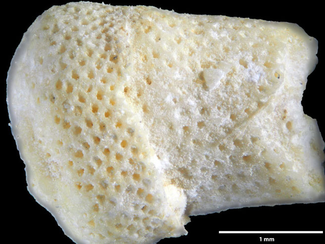 Senckenberg, Bryozoa, Bryozoen, Moostierchen, Sammlung Voigt