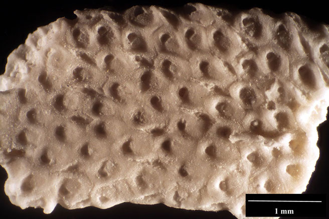 Senckenberg, Bryozoa, Bryozoen, Moostierchen, Sammlung Voigt