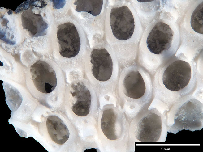 Senckenberg, Bryozoa, Bryozoen, Moostierchen, Sammlung Voigt