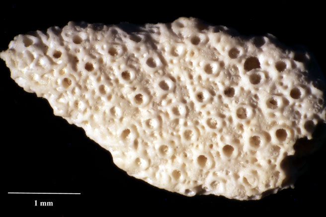 Senckenberg, Bryozoa, Bryozoen, Moostierchen, Sammlung Voigt