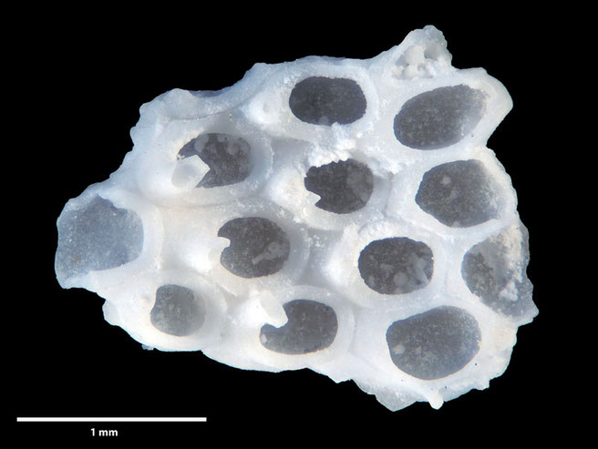 Senckenberg, Bryozoa, Bryozoen, Moostierchen, Sammlung Voigt