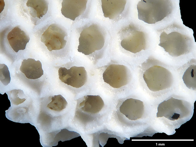 Senckenberg, Bryozoa, Bryozoen, Moostierchen, Sammlung Voigt