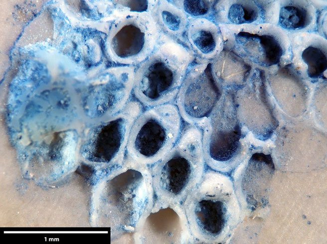 Senckenberg, Bryozoa, Bryozoen, Moostierchen, Sammlung Voigt