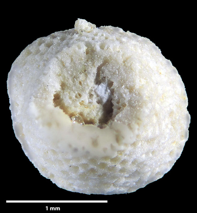 Senckenberg, Bryozoa, Bryozoen, Moostierchen, Sammlung Voigt