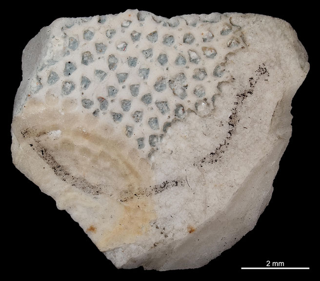 Senckenberg, Bryozoa, Bryozoen, Moostierchen, Sammlung Voigt