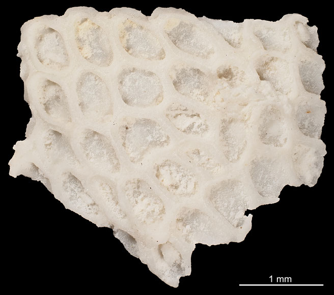 Senckenberg, Bryozoa, Bryozoen, Moostierchen, Sammlung Voigt