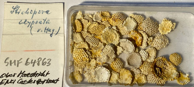 Senckenberg, Bryozoa, Bryozoen, Moostierchen, Sammlung Voigt