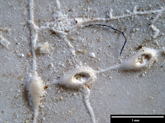 Senckenberg, Bryozoa, Bryozoen, Moostierchen, Sammlung Voigt