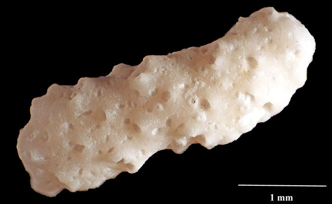 Senckenberg, Bryozoa, Bryozoen, Moostierchen, Sammlung Voigt