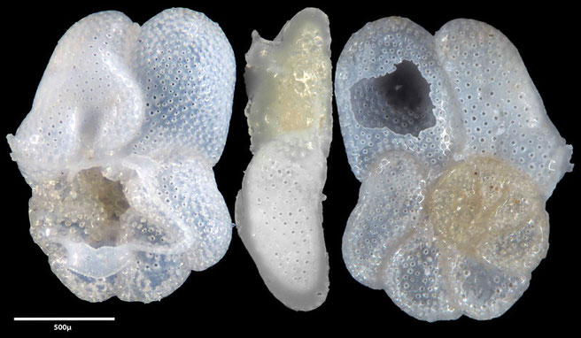 Foraminiferen, Foraminifera, Foras, Mikroskop, Senckenberg, Mittelmeer, Cibicidoides, 