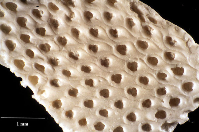 Senckenberg, Bryozoa, Bryozoen, Moostierchen, Sammlung Voigt