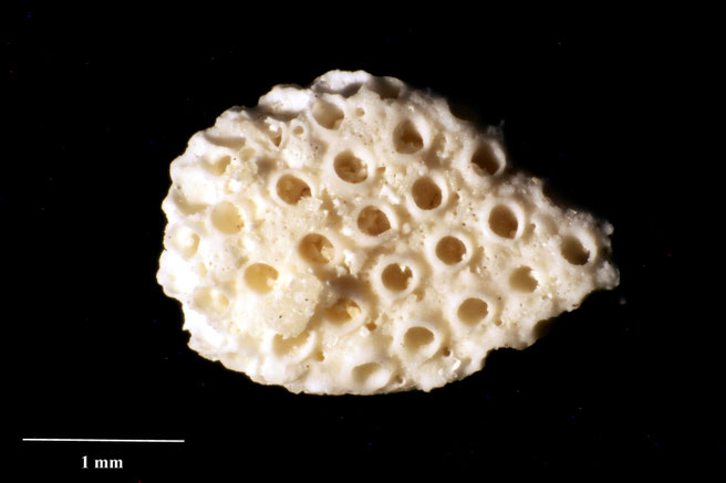 Senckenberg, Bryozoa, Bryozoen, Moostierchen, Sammlung Voigt