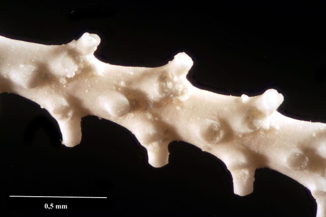 Senckenberg, Bryozoa, Bryozoen, Moostierchen, Sammlung Voigt