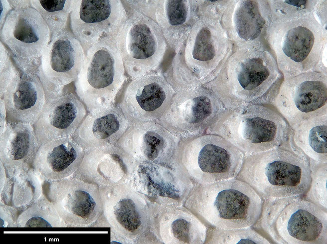 Senckenberg, Bryozoa, Bryozoen, Moostierchen, Sammlung Voigt