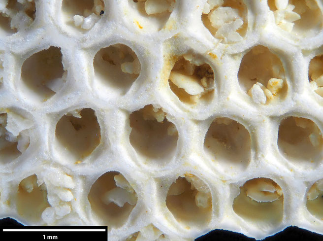 Senckenberg, Bryozoa, Bryozoen, Moostierchen, Sammlung Voigt