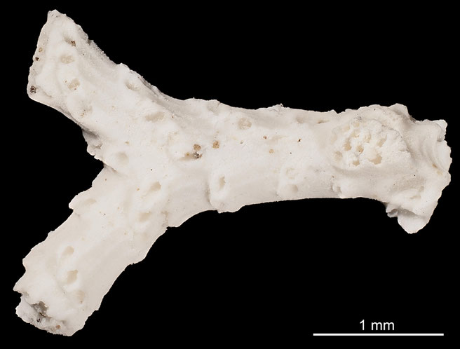 Senckenberg, Bryozoa, Bryozoen, Moostierchen, Sammlung Voigt