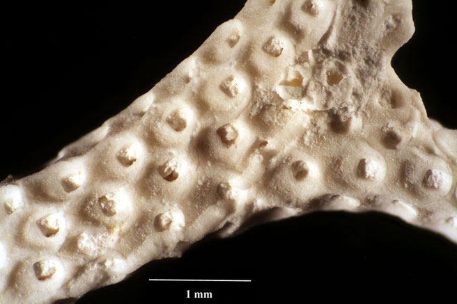 Senckenberg, Bryozoa, Bryozoen, Moostierchen, Sammlung Voigt