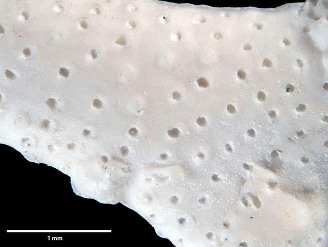 Senckenberg, Bryozoa, Bryozoen, Moostierchen, Sammlung Voigt