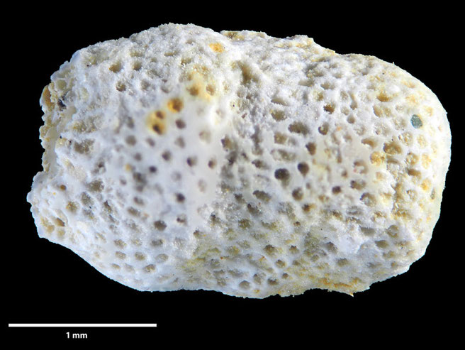 Senckenberg, Bryozoa, Bryozoen, Moostierchen, Sammlung Voigt