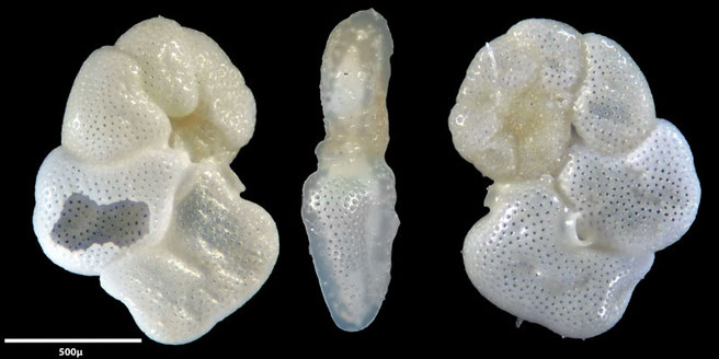 Foraminiferen, Foraminifera, Foras, Mikroskop, Senckenberg, Mittelmeer, Cibicidoides, 