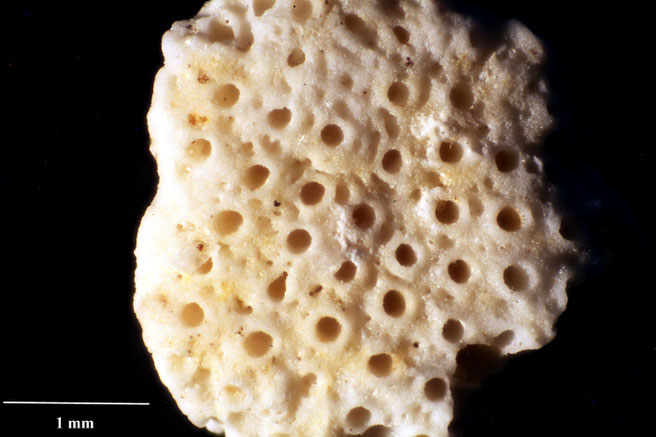 Senckenberg, Bryozoa, Bryozoen, Moostierchen, Sammlung Voigt