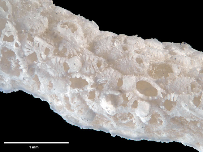 Senckenberg, Bryozoa, Bryozoen, Moostierchen, Sammlung Voigt