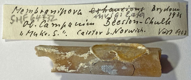 Senckenberg, Bryozoa, Bryozoen, Moostierchen, Sammlung Voigt