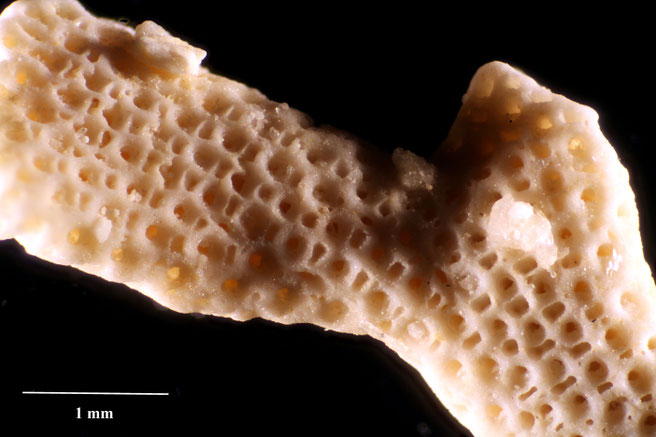 Senckenberg, Bryozoa, Bryozoen, Moostierchen, Sammlung Voigt