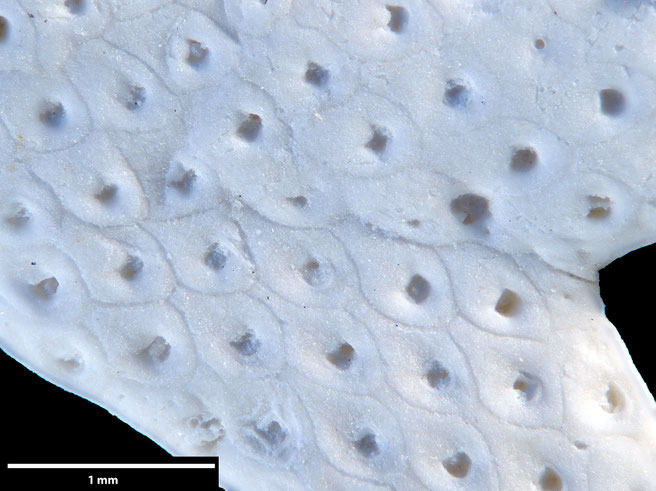 Senckenberg, Bryozoa, Bryozoen, Moostierchen, Sammlung Voigt