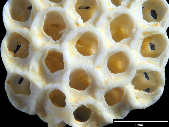 Senckenberg, Bryozoa, Bryozoen, Moostierchen, Sammlung Voigt