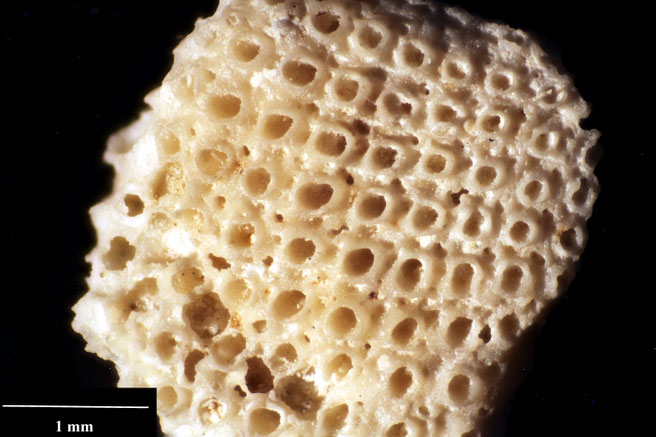 Senckenberg, Bryozoa, Bryozoen, Moostierchen, Sammlung Voigt
