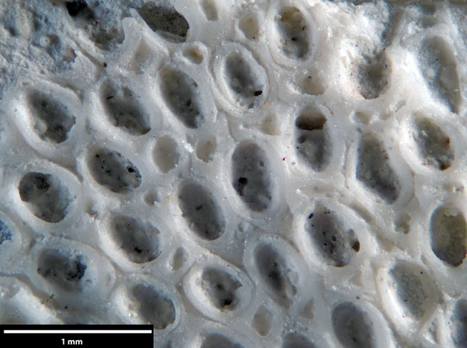 Senckenberg, Bryozoa, Bryozoen, Moostierchen, Sammlung Voigt