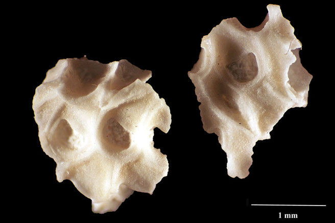 Senckenberg, Bryozoa, Bryozoen, Moostierchen, Sammlung Voigt