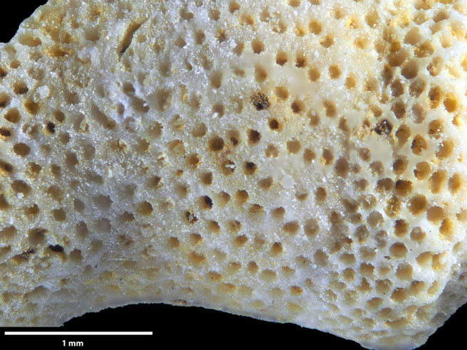 Senckenberg, Bryozoa, Bryozoen, Moostierchen, Sammlung Voigt