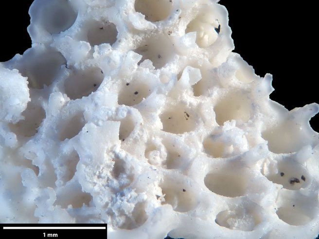 Senckenberg, Bryozoa, Bryozoen, Moostierchen, Sammlung Voigt