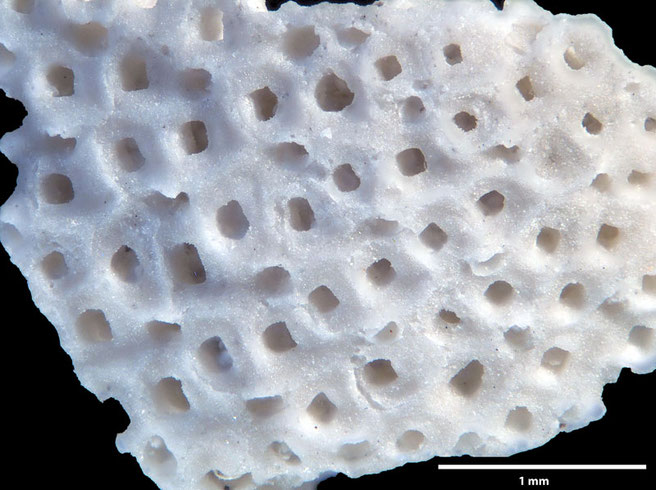 Senckenberg, Bryozoa, Bryozoen, Moostierchen, Sammlung Voigt