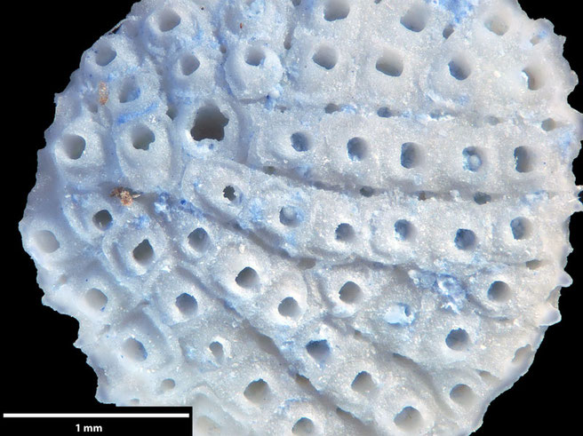 Senckenberg, Bryozoa, Bryozoen, Moostierchen, Sammlung Voigt